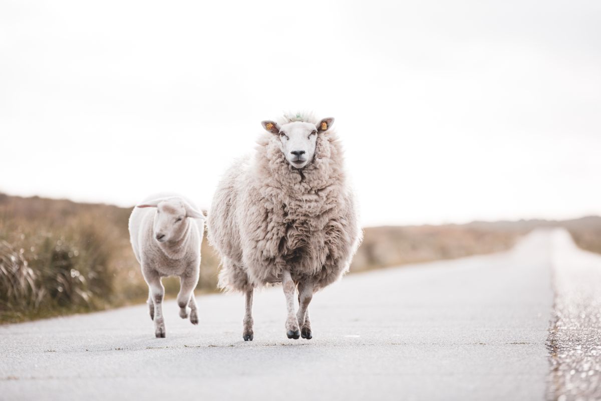 Schaf mit Lamm am Ellenbogen